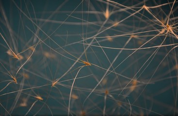 Dry barley spikelets in abstract style on a dark background