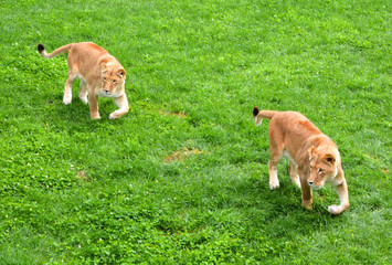 Lion is one of the four big cats in the genus Panthera, and a member of the family Felidae. With...