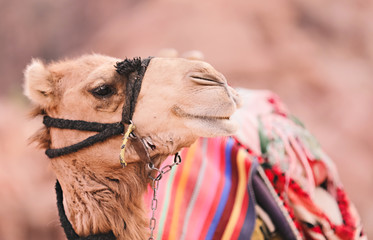 Close up of a camel's face. 