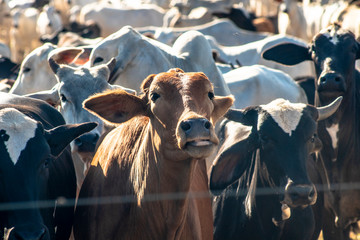 A group of cattle in confinement in Brazil