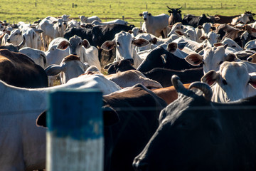 A group of cattle in confinement in Brazil
