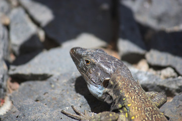 Gallotia galloti, lizard of Tenerife, Canary Islands