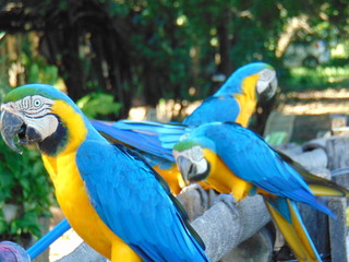 blue and yellow macaw