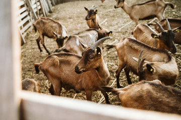 Domestic goats on the farm