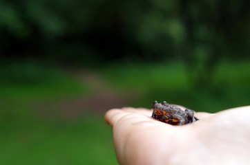 Yellow-bellied toad