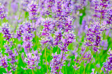 Fototapeta premium Selective focus on lavender flower in flower garden. Lavender flowers. Lavender bushes closeup. Lavender flower close up in a field.