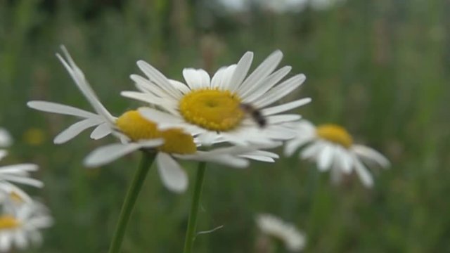 A gust of wind blows away syrphid fly from chamomile flower. Super slow motion 1000 fps