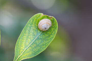 A sleeping snail on a yellowish fruit leaf
