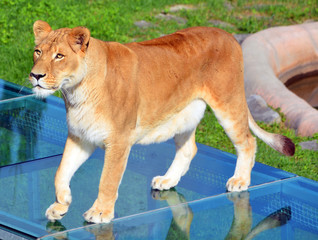 Lion is one of the four big cats in the genus Panthera, and a member of the family Felidae. With...