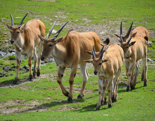 The common eland, also known as the southern eland or eland antelope, is a savannah and plains...