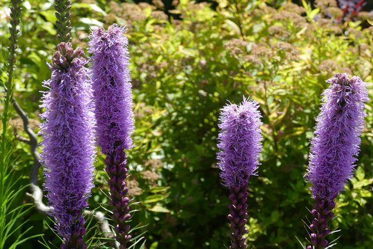 Prairie Blazing Star In A Seattle Garden