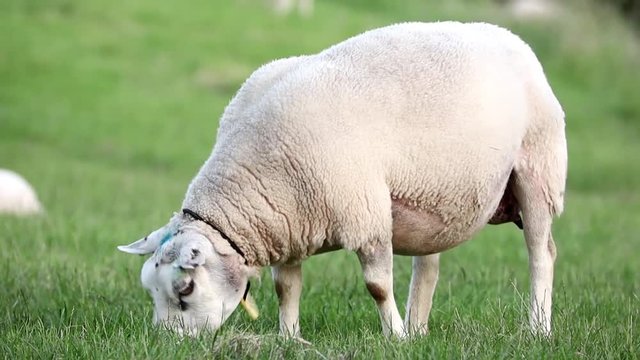 grazing sheep low angle close u[ HD footage