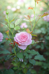 Roses in the garden