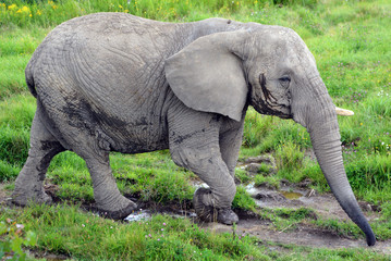Close up African elephants are elephants of the genus Loxodonta. The genus consists of two extant...