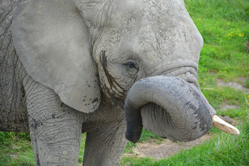 Close up African elephants are elephants of the genus Loxodonta. The genus consists of two extant...