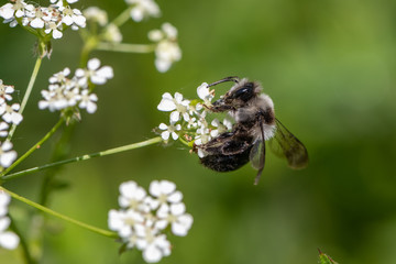 Ashy mining bee (Andrena cineraria)