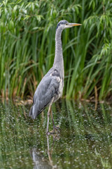Grey heron (Ardea cinerea)