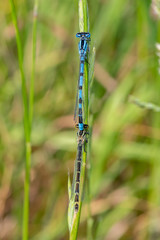 Common Blue Damselfly (Enallagma cyathigerum) in mating