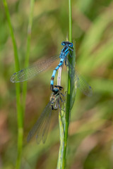Common Blue Damselfly (Enallagma cyathigerum) in mating