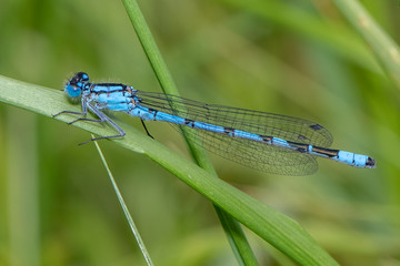 Common Blue Damselfly (Enallagma cyathigerum)