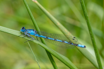 Common Blue Damselfly (Enallagma cyathigerum)