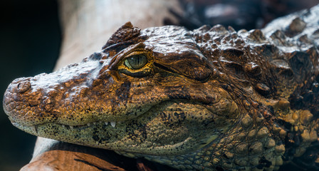 Krokodyl, crocodil © Dreamnordno