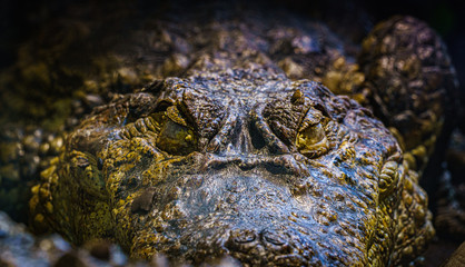 Krokodyl, crocodil © Dreamnordno