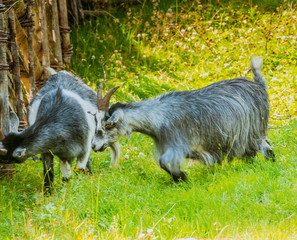 Koza, geit © Dreamnordno