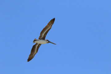 A brown pelican gliding in a blue sky.
