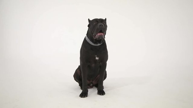 Cane Corso lonely black dog sit on the floor onb white background.