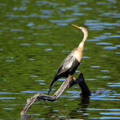 One anhinga sitting on a snag in a pond in the Harris Neck National Wildlife Refuge, Georgia