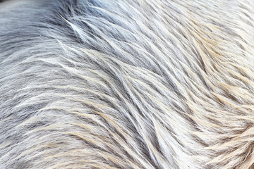 Animal wool texture and background.