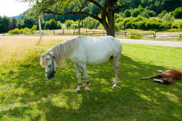 white mare with chestnut foliage in the mountains of a beautiful sunny day