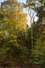 dead tree in a mixed forest on a sunny autumn day, vertical