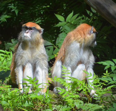 The patas monkey (Erythrocebus patas), also known as the wadi monkey or hussar monkey, is a ground-dwelling monkey distributed over semi-arid areas of West Africa, and into East Africa. 