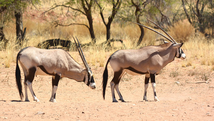 Gemsbock or gemsbuck (Oryx gazella) Namib-Naukluft National Park is a national park of Namibia ...