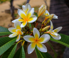 Fototapeta premium yellow flowers in garden
