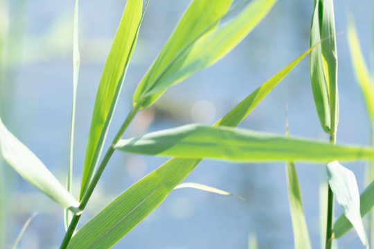 Waving reeds near a pond