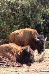 b&uacute;falos postrados