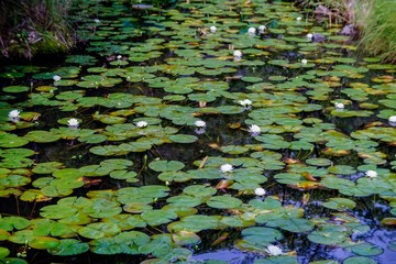 水辺に咲く白い花
