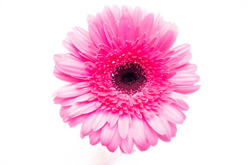 pink gerbera flower isolated on white background