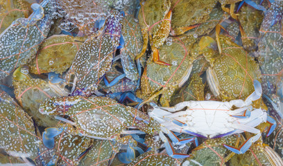 Crab fresh at street food market in thailand