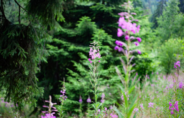 Obraz premium summer forest scene with purple flowers and green firs