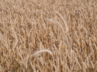 Golden wheat field ready to harvest