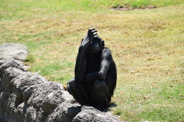 Chimpance ouch