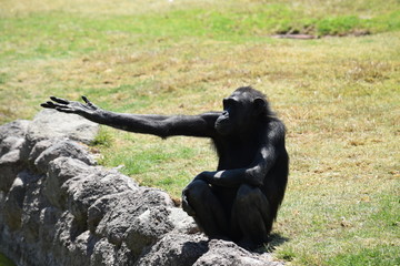 Chimpancé mano estirada 