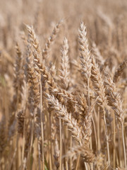 Fototapeta premium Golden wheat field ready to harvest