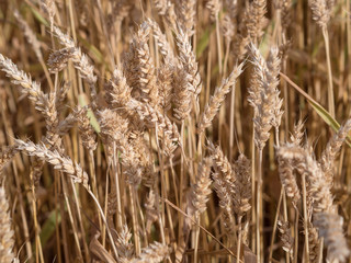 Golden wheat field ready to harvest