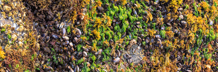 The Ocean On A Rock Panorama