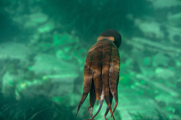 Diving and underwater photography, octopus under water in its natural habitat.